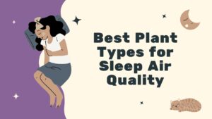 Best Plant Types for Sleep Air Quality