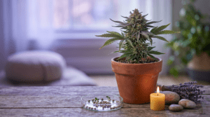 blue dream seeds